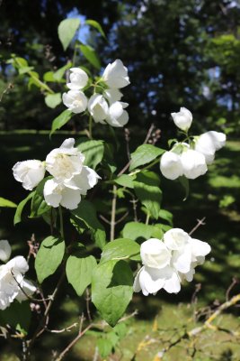 Philadelphus coronarius - pustoryl věncový - květy